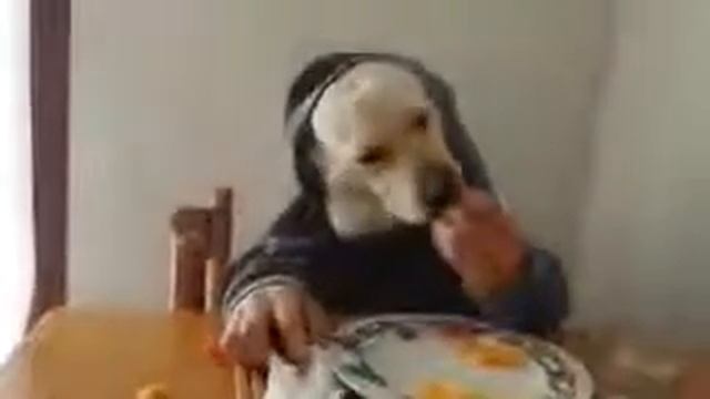 Очень голодный как собака ваще ржачь= смотреть онлайн