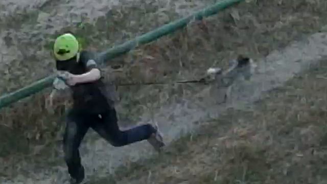 Собака которая боится камня смотреть онлайн