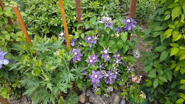Клематис Тайга . Clematis Taiga . Японские сорта клематисов . Группа флорида ( Florida ) . смотреть онлайн