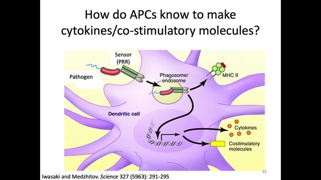 Immunology Fall 2023: Lecture 22 T Cell Activation 2 смотреть онлайн