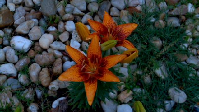 TigerLillies on gravel_close up_Footage 210__Тигровые лилии на гравии смотреть онлайн