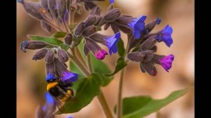 День подснежника