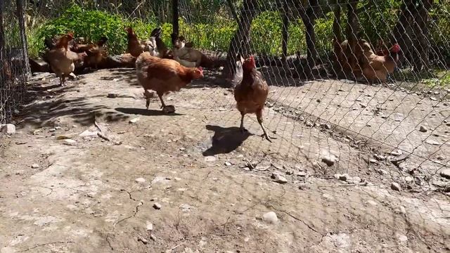 куры Синь Дянь несущие зелёное яйцо характеристика содержание смотреть онлайн