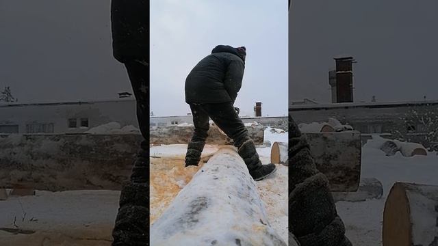 Рубка чаши сухостойной сосны кело смотреть онлайн
