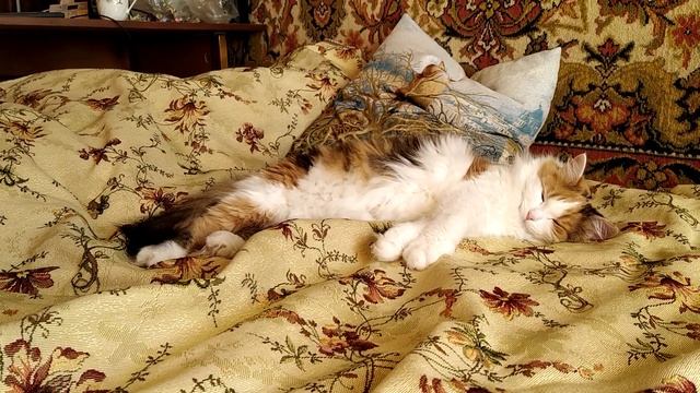 Кошка реагирует на свое имя. Хотя, спит довольно крепким сном