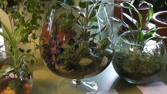 Бутылочные садики, или флорариумы. смотреть онлайн