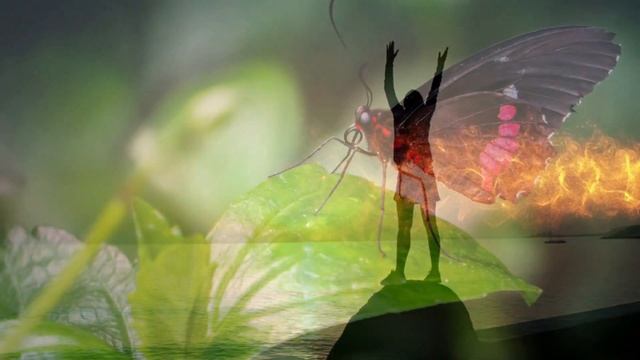 Butterfly Meanings - The Secrets of a Black Butterfly смотреть онлайн