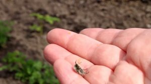 Вредители сада, плодовых деревьев, цветов: цветоед или Aленка мохнатая  - чем опасен, как бороться