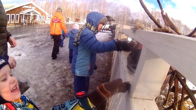 Олени Терраски кушают ягель смотреть онлайн