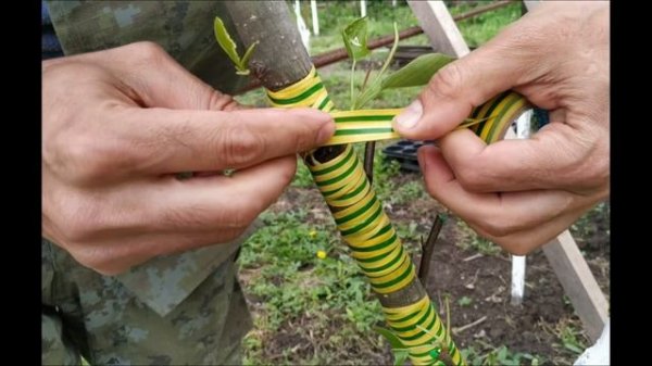 budding grafting pear / pear bud graft / прививка груши