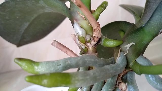 ПОЛИВ орхидеи ЛИМОНОМ! КОРНИ ПРОСЫПАЮТСЯ, листья ПРУТ, цветоносы РАСТУТ! так? ПОЛИВАТЬ орхидеи! смотреть онлайн