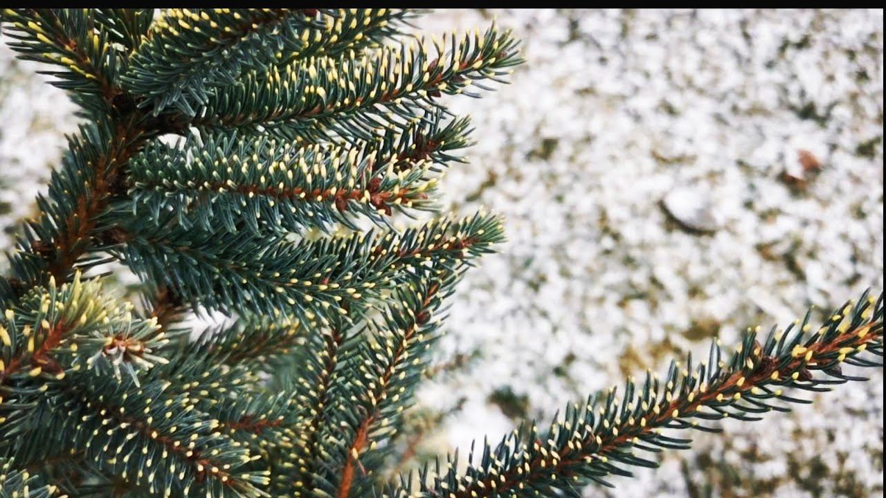 Планы на будущее, планировка участка! Прогулка в первый мороз ❄️18 ноября 2023г смотреть онлайн