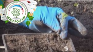 Как пикировать капусту. Пикировка сеянцев капусты для рассады