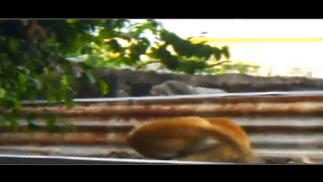 Extreme Cat Fight / Amazing cat fights смотреть онлайн