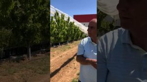 Учебный сад питомника. Сорта черешни Кордия ,Премьер Жант. Регина , Кордия , Норд Вондер, Сантина .