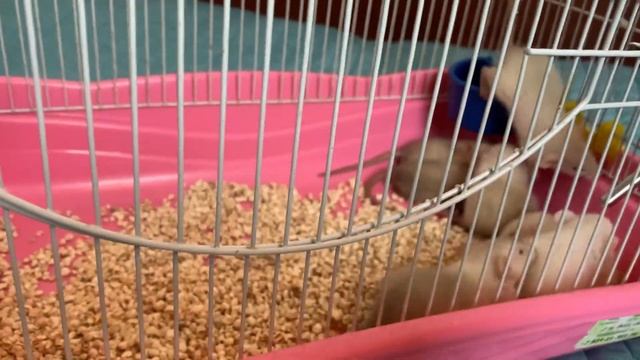 Крысятам 3 недели - дамбо редких окрасов смотреть онлайн