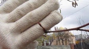 Как цветет орех лещина