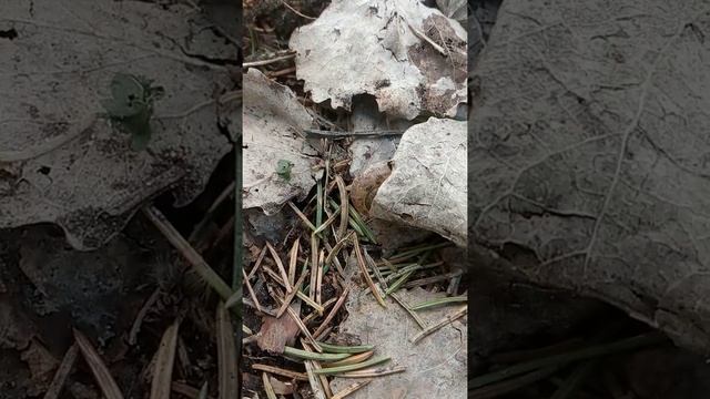 улитка турбо в не сёмках ! смотреть онлайн