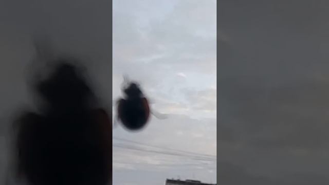 Чем я занимаюсь на балконе ))) смотреть онлайн