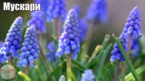 ?Первые весенние цветы