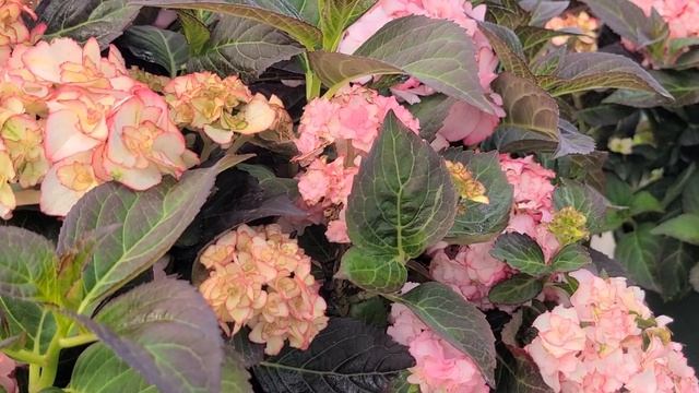 Hydrangea Miss Saori //⚡ Exciting, New & Award Winning, GORGEOUS Variety (Detailed Version)