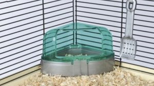 УХОД И СОДЕРЖАНИЕ ДЖУНГАРСКОГО ХОМЯКА?/КАК УХАЖИВАТЬ ЗА ДЖУНГАРСКИМ ХОМЯЧКОМ?