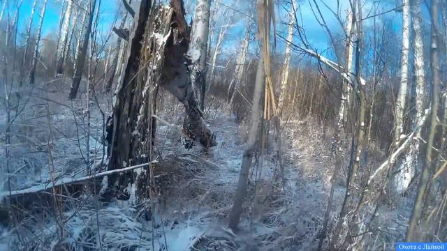 Охота на Лося с Лайкой