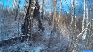 Охота на Лося с Лайкой