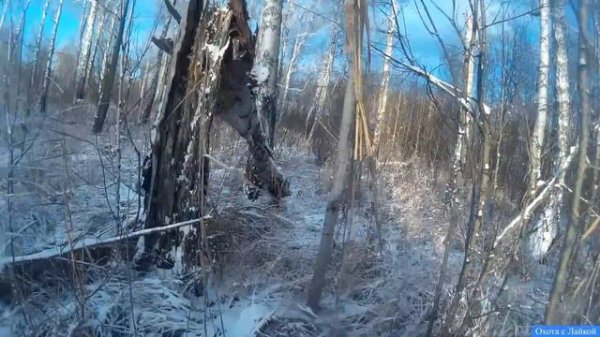 Охота на Лося с Лайкой