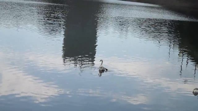 Птичье царство на Чебоксарском заливе. Чебоксары. 24 июня 2015 смотреть онлайн