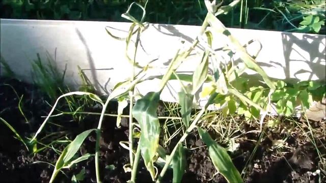 Красный баклажан. Кабачки. Сельдерей. Тыква. Полив. смотреть онлайн