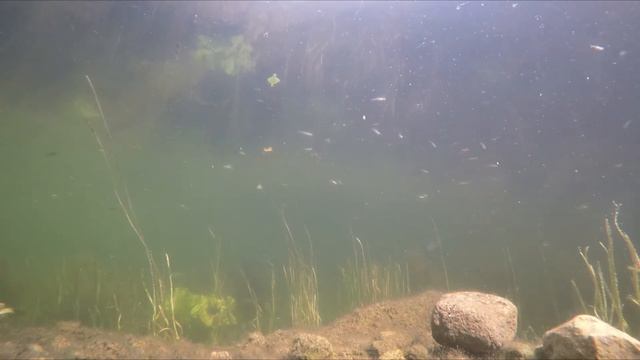 Рыбы в прудах Гатчинского парка смотреть онлайн