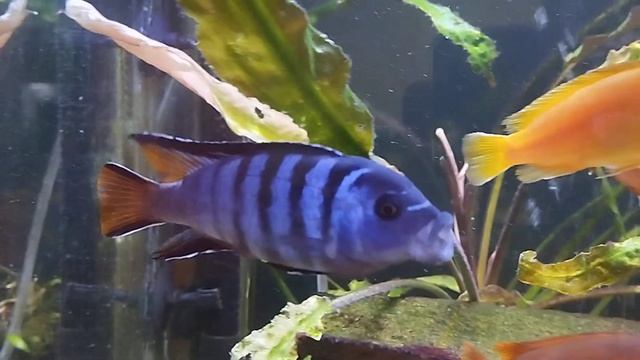 Цихлиды озера Малави.Pseudotropheus Mpanga.(Елонгатус мпанга). смотреть онлайн