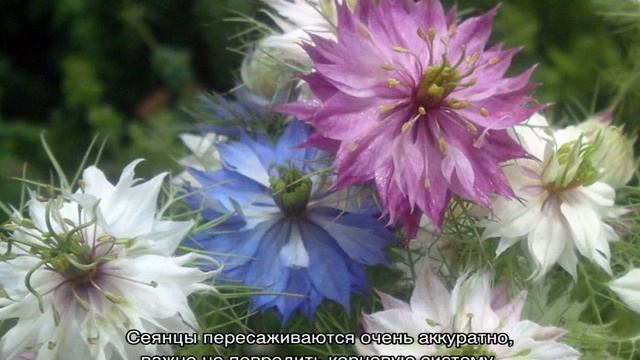 Дамасская нигелла (Альбина) — цветок белого, голубого и синего цвета смотреть онлайн