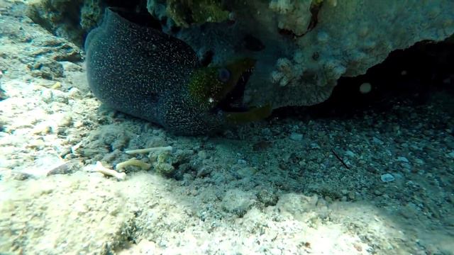 Эйлат. Израиль. Красное море.Кораловый риф. Eilat. Israel. Red sea. Coral reef. Relaxation. GoPro. смотреть онлайн