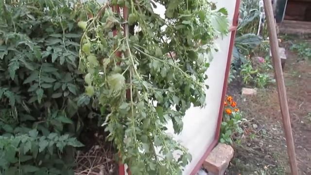 Крапива.Витамины для кур.