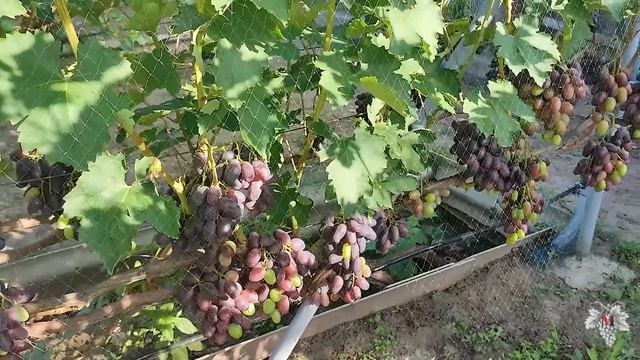 Новинки Винограда от Калугина В.М. Черный Кристалл, Днепровский Сувенир, Алвика, Рембо, Красава смотреть онлайн