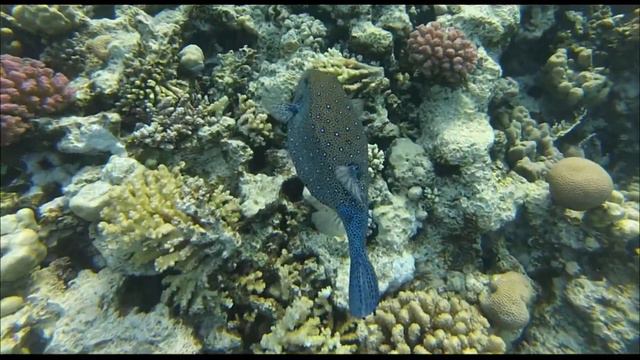 Tropitel Sahl Hasheesh 5* - хургада - египет 2часть 2020г