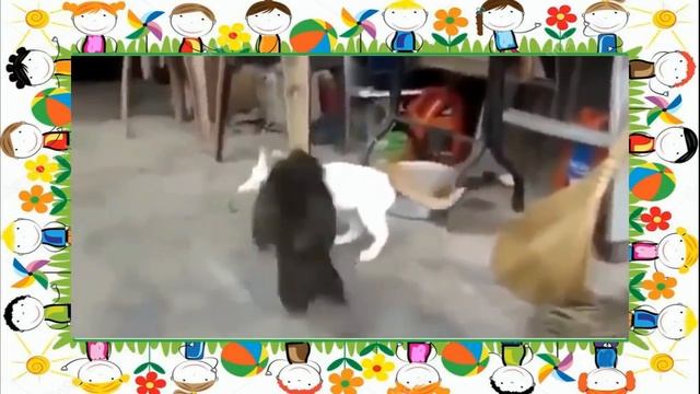 Забавные котята и щенки. Лучшее Октябрь 2017 смотреть онлайн