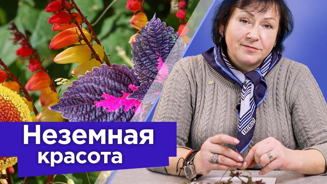 РЕДКОЙ КРАСОТЫ ОДНОЛЕТНИЕ ЦВЕТЫ, от вида которых дух захватывает! смотреть онлайн