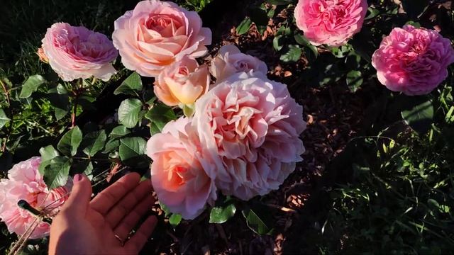 Роза Абрахам Дерби (Abraham Darby)  Супер роза Девида Остина?? смотреть онлайн