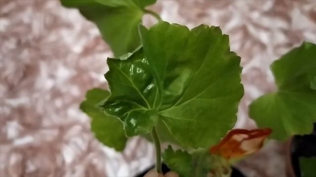 Лучшие сортовые пеларгонии.Вы видели такое ?Тюльпановидная пеларгония PAC Happy Birthday ,ее спорт смотреть онлайн