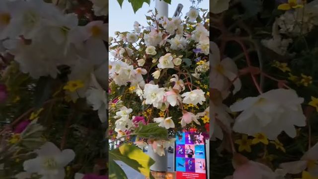 Бегонии! Секрет пышного цветения бегоний в цветочных миксах!?Лондон #Shorts смотреть онлайн