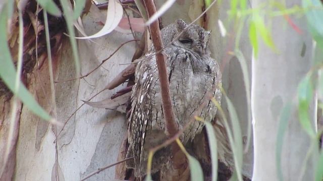 (Eurasian) Scops Owl (Otus scops) смотреть онлайн