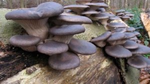 Грибы. Название грибов (презентация для детей)