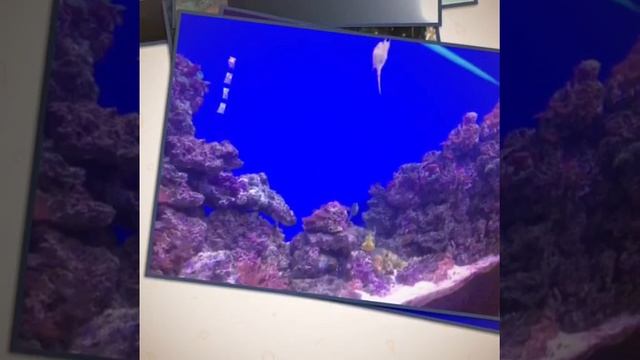 Москвариум ВДНХ смотреть онлайн