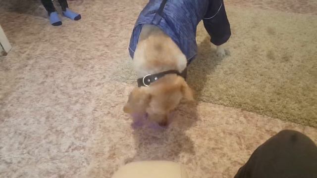 Лабрадор примеряет новый костюм)