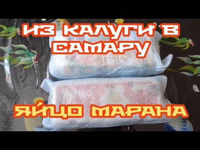 посылка из Калужской обл. с яйцом марана.... смотреть онлайн