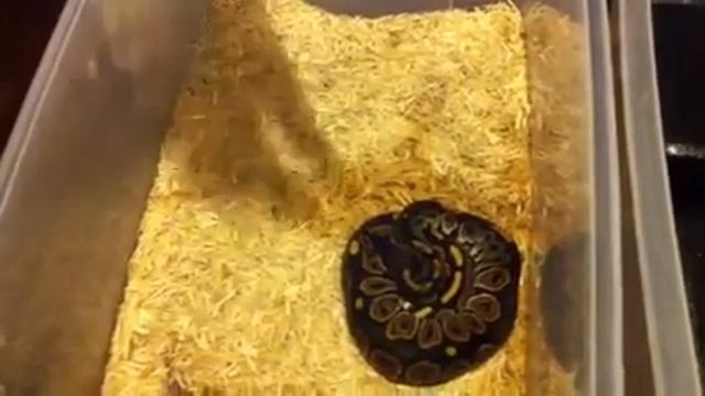Ball python x blood python hybrid superball смотреть онлайн
