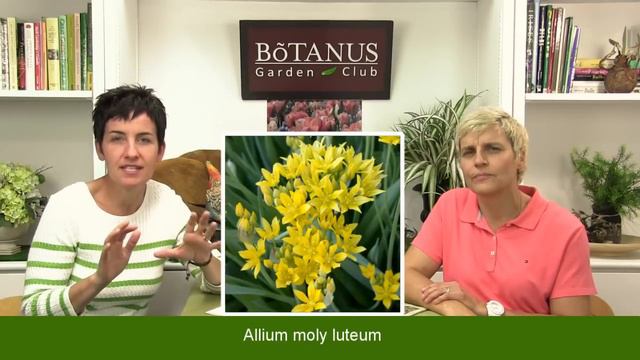 Episode 93-Viridiflora Tulips смотреть онлайн
